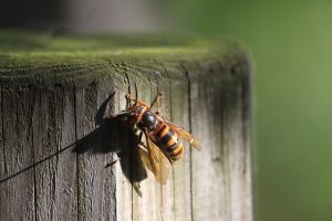 スズメバチの死骸の処理方法は？注意すべきことはある？