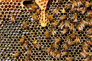 ミツバチは殺しちゃいけない？養蜂と害虫の境目について
