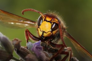 秋のスズメバチには注意！攻撃的な蜂が多い季節の駆除は危険
