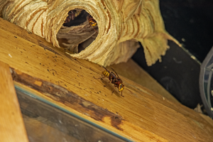 蜂はどの種類が怖いの？スズメバチ以外も危険な毒蜂はいる