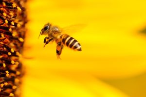 ミツバチは安全？ミツバチ駆除に大切な知識とルールについて