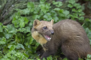 イタチ駆除とは切っても切れない関係の鳥獣保護管理法とは？