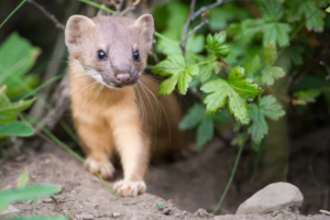 イタチ駆除を捕獲した、その後が大変！情報よりも大切な事