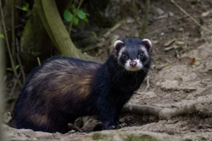 イタチなどの害獣が畑や家屋を荒らす？自分でできる対策とは