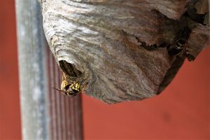 蜂の巣を駆除しようとした場合は警報フェロモンを利用する？