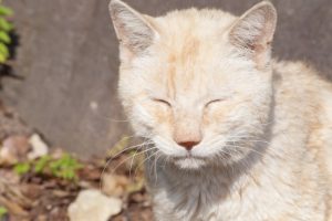 【害獣駆除】動物愛護法や鳥獣保護法を違反するとどうなる？