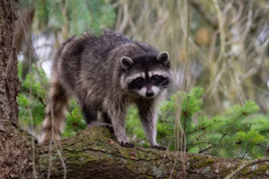 アライグマ駆除を業者へ依頼する際の抑えておくべきポイント