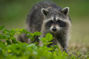 ペットが襲われる！野生動物のアライグマが危険とされる理由