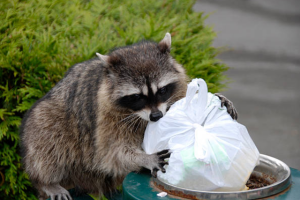 力が強く頭もいい！対策のしようがない？アライグマ駆除