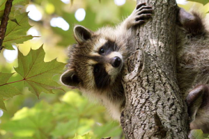 害獣のアライグマが棲みついたことに気が付く理由の臭い