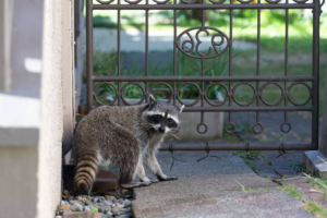 害獣のアライグマを駆除するのに向いている季節はある？