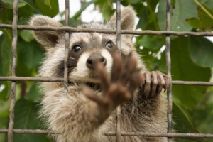 自分でできる！アライグマを追い出す効果的な方法とは？