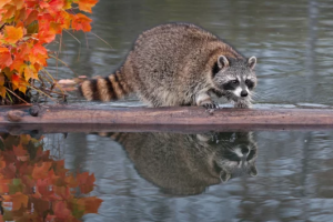 アライグマのテリトリーはどれぐらい？アライグマの帰巣本能