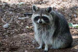 アライグマ駆除の見積りを依頼する際に業者へ確認するポイント