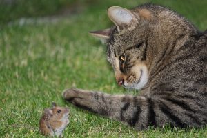 猫はネズミ駆除に効果あり？ネズミを追い出してくれるは本当？