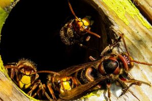 蜂が棲みついた場合には早期駆除や再発防止策の重要性！
