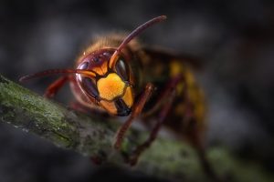 自分でできる！蜂の巣を駆除するための効果的な方法とは？