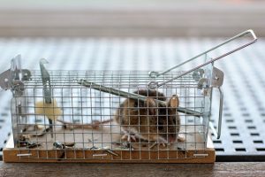 ネズミが持ち込んだ餌が腐敗することで起こるデメリットと対策