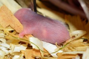 繁殖力の強いネズミに注意！駆除にオススメの季節はある？