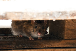 コロナ禍で増えた？ネズミの被害。考えられる原因と対策