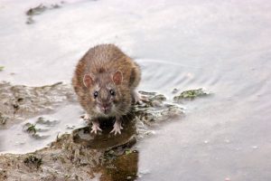 ネズミの菌が部屋中に拡散！侵入経路となるエアコンに注意