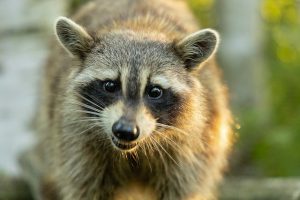 アライグマに棲み付かれて子供も駆除するのはかわいそう？