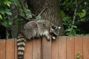 アライグマが好む餌とは？棲み付かせないための駆除対策