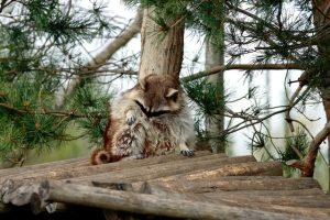 アライグマが家屋に棲みついたことに気が付ける要素の一つは糞