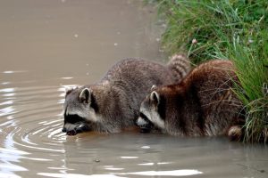 アライグマが原因？アレルギー症状が急に現れるようになった