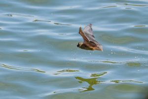 コウモリの駆除に成功した後に清掃や消毒に再発予防が必要！