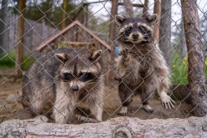 アライグマが農業に与える被害は深刻。農作物を守る方法とは