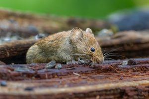 まだ大丈夫は危険！ネズミ駆除は早めの行動が重要な理由