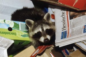 雑食性のハクビシンやアライグマなどが引き起こす甚大な被害