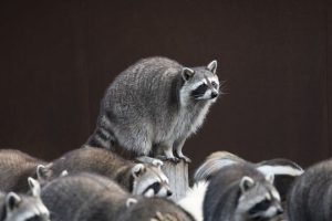 駆除が必要なアライグマやネズミなどの害獣などの巣作り