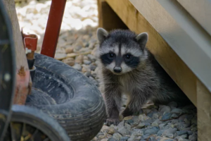 アライグマに侵入され駆除したその後、どうするべき？