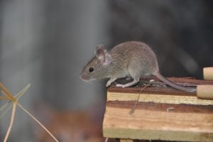ネズミの追い出し。ペットや人体への害が少ない駆除方法