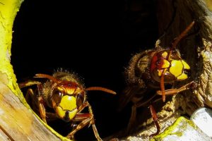 スズメバチの毒は人の体に入るとどのような影響を及ぼす？
