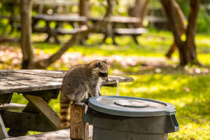 害獣の行動パターンを利用！冬場はアライグマ駆除には最適