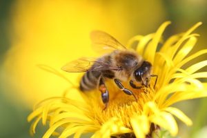 越冬した蜂が動き出すのは何月頃？忌避や駆除が必要なる季節