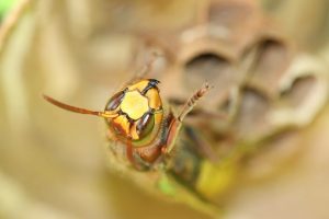 スズメバチの巣駆除！冬に出来る対策と大事な作業について