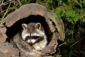 アライグマが媒介する菌は人間に害がある？アライグマ駆除の重要性