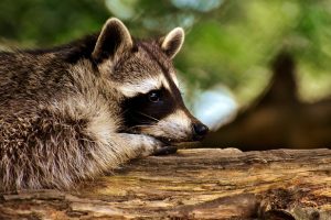 アライグマに噛まれると感染する恐れのある狂犬病について