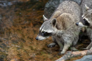 害獣のアライグマは生息域を広げ、食べ物を手に入れる天才