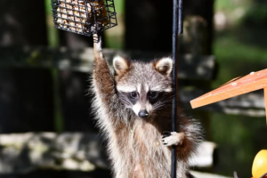 公園など公共の場でアライグマに遭遇したら、どうするべき？