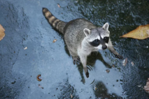 肉食でもある雑食性の駆除対象のアライグマが危険とされる理由