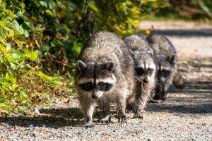 木造部に爪痕！アライグマが棲み付いているかもしれない？