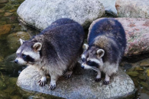 野良猫に餌をあげてはいけない？アライグマが横取りして食べる