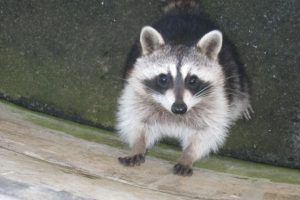 アライグマはペットとして扱われていた？現在は禁止となった訳