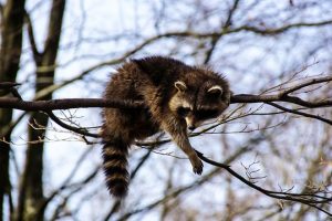 アライグマなどの外来種が日本に輸入された経緯と現在の問題