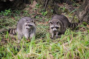 アライグマによる被害が拡大！どのように持ち込まれたか？